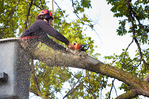 Mulching Services in Orland Hills, IL